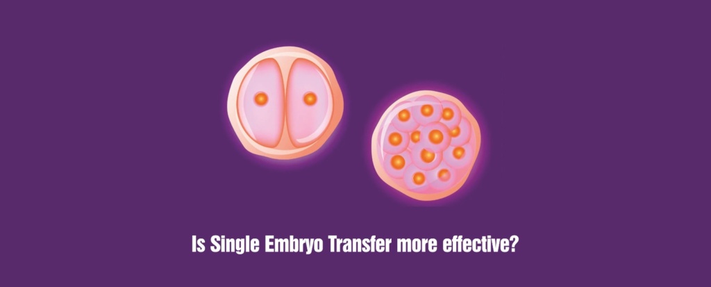 Is Single Embryo Transfer more effective? Healing Topic Image 3